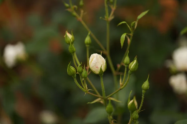 Вибірковий Фокус Білої Троянди Бутонами — стокове фото