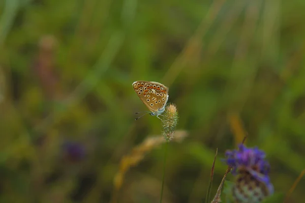 蝴蝶在植物上的惊人的宏观镜头 — 图库照片
