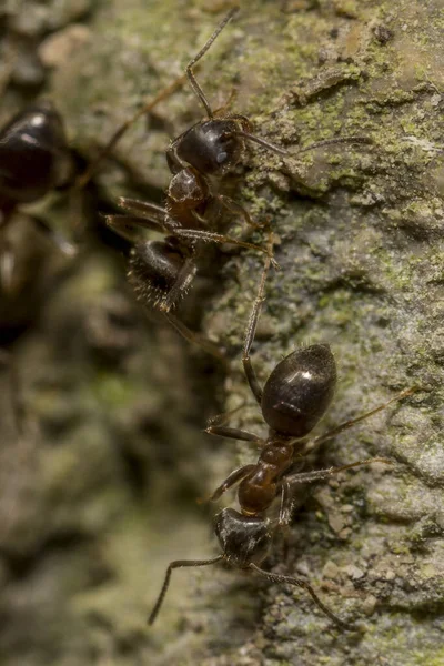 Ένα Κοντινό Πλάνο Γιγάντια Μυρμήγκια Περπατούν Στα Βράχια — Φωτογραφία Αρχείου