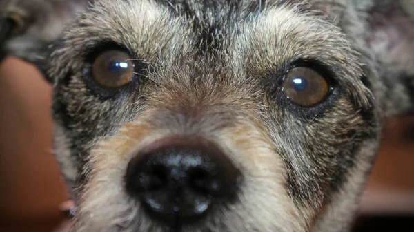 Primer Plano Una Cara Perro Adorable —  Fotos de Stock