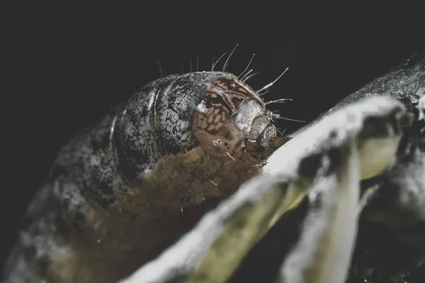 Μια Κοντινή Φωτογραφία Ένα Άσχημο Σκουλήκι Σέρνεται — Φωτογραφία Αρχείου