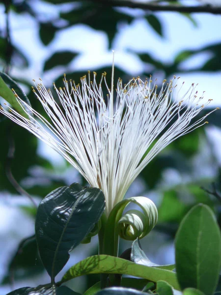 Tiro Vertical Uma Flor Capparis Moonii Florescendo Vegetação — Fotografia de Stock