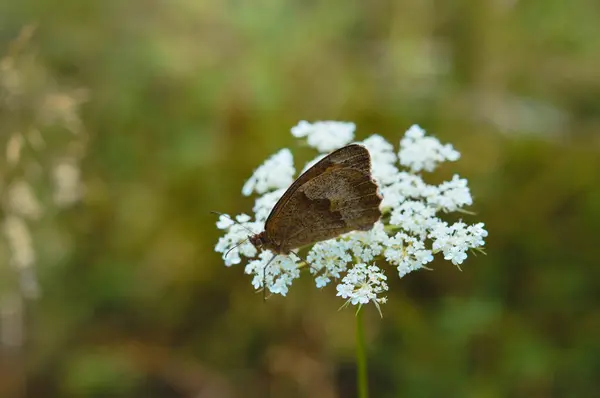 Een Verbazingwekkende Macro Shot Van Een Vlinder Een Bloeiende Bloem — Stockfoto