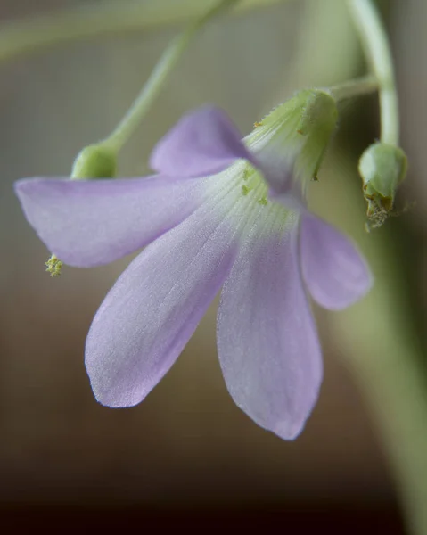 Een Close Verticaal Schot Van Een Delicate Oxalis Bloem Bloesem — Stockfoto