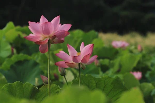 Une Mise Point Sélective Fleurs Lotus Rose Entièrement Fleuries Dans — Photo