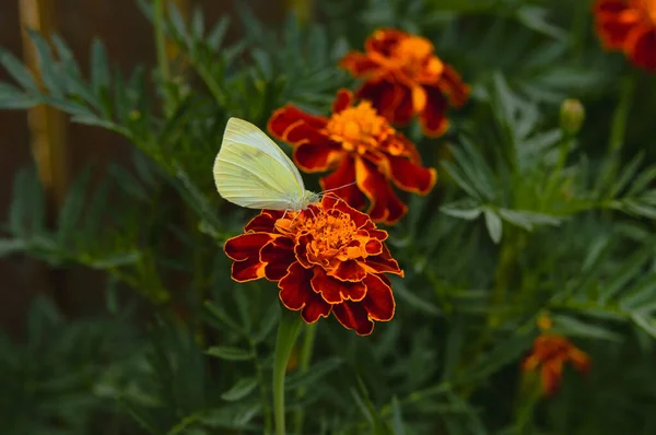 Çiçek Açmış Bir Kelebeğin Inanılmaz Makro Görüntüsü — Stok fotoğraf