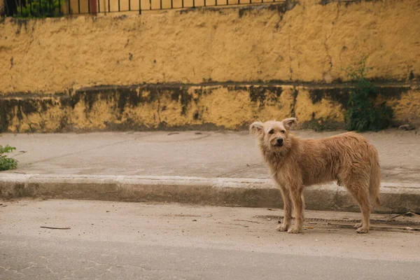 Ένα Καφέ Αδέσποτο Σκυλί Στο Δρόμο — Φωτογραφία Αρχείου