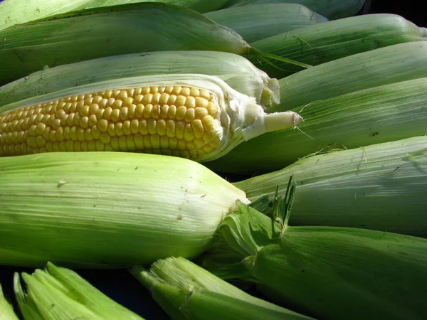 Closeup Shot Freshly Harvested Sweetcorns Farm — Stock Photo, Image