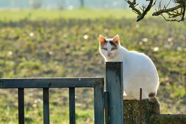 Gato Branco Adorável Sentado Uma Cerca — Fotografia de Stock