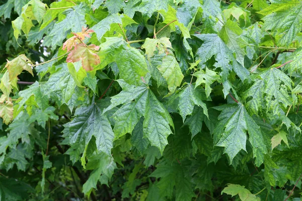 Primer Plano Las Primeras Hojas Las Ramas Los Árboles Durante — Foto de Stock