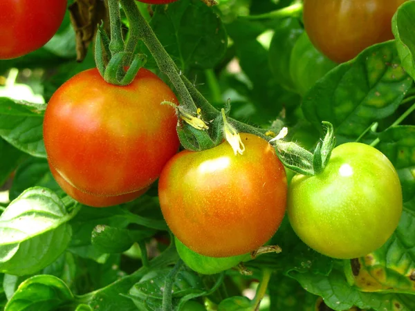 Närbild Röda Och Gröna Tomater Redo Att Skördas Gård — Stockfoto