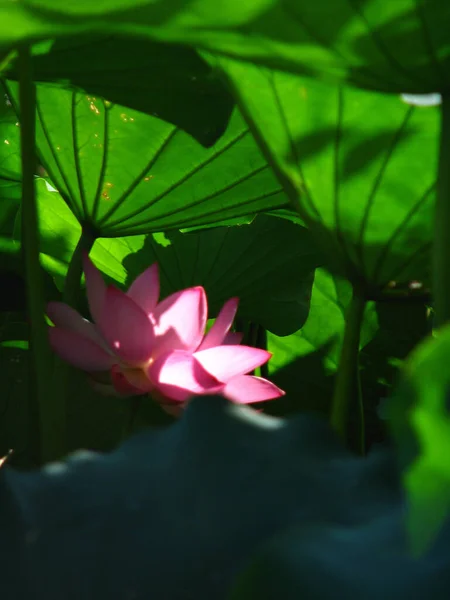 Tiro Vertical Uma Flor Lótus Florescendo Vegetação — Fotografia de Stock