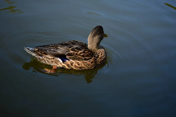 Closeup Shot Female Mallard Pond — Stock Photo, Image