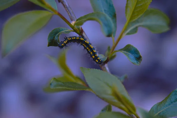 Een Verbazingwekkende Macro Shot Van Een Rups Een Plant — Stockfoto