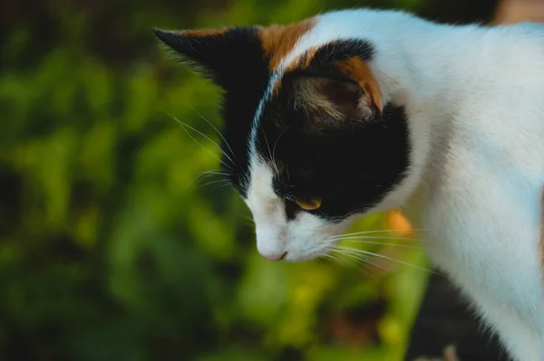 Ett Porträtt Bedårande Calico Katt — Stockfoto