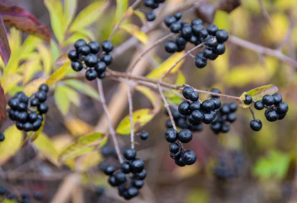 Aronia Melanocarpa Gyümölcsökkel Teli Ágak Közelsége — Stock Fotó