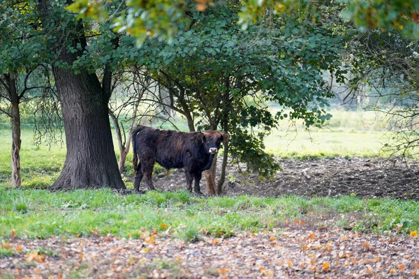 Ganado Galopante Marrón Sobre Fondo Borroso Campo —  Fotos de Stock