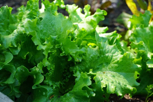 Primo Piano Lattuga Verde Piantata Una Fattoria — Foto Stock