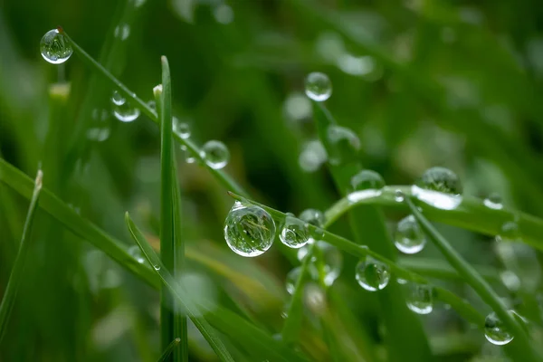 Primer Plano Pradera Húmeda Con Gotas Rocío Mañana —  Fotos de Stock