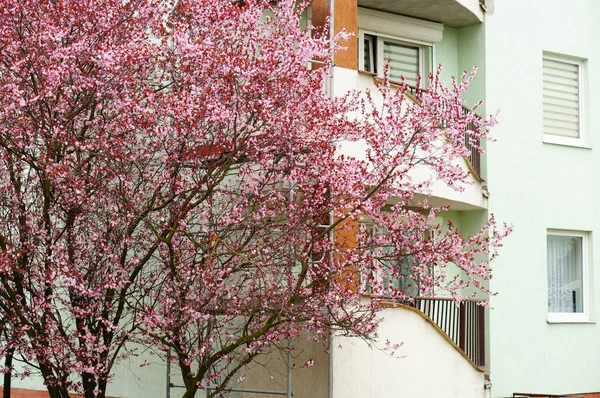Beau Cliché Une Fleur Cerisier Devant Immeuble — Photo