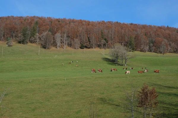 野原で放牧されている牛の群れの空中ショット — ストック写真