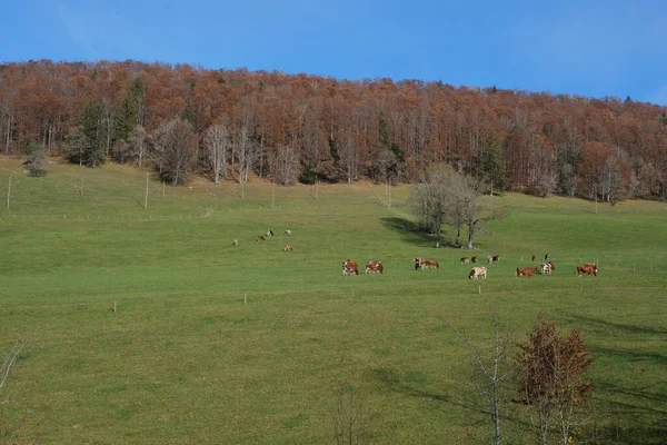 Tiro Aéreo Uma Manada Vacas Pastando Campo — Fotografia de Stock