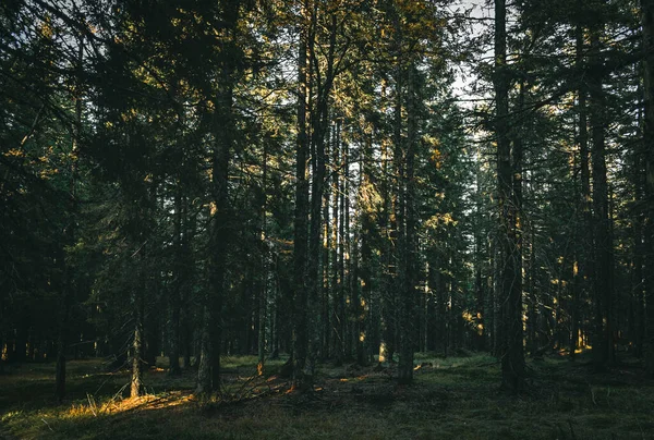 Tajemný Zelený Les Vysokými Stromy Které Blokují Sluneční Světlo — Stock fotografie