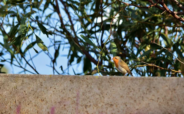 Robin Europeo Erithacus Rubecula Descansando Sobre Una Pared Ladrillo Soleado —  Fotos de Stock