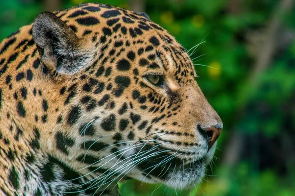 Close Uma Cabeça Leopardo Olhando Para Sua Presa — Fotografia de Stock