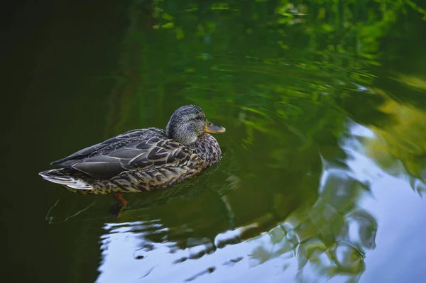 Tiro Close Mallard Feminino Uma Lagoa — Fotografia de Stock