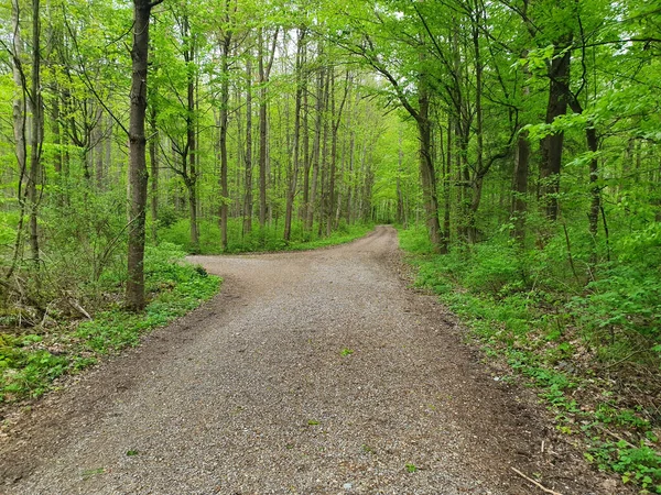 Piękne Ujęcie Chodnika Lesie — Zdjęcie stockowe