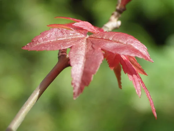 Close Shot Red Maple Branch — Stock Photo, Image