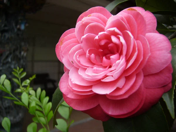 Zbliżenie Ujęcie Różowego Kamelii Kwiat Kwitnący Ogrodzie Botanicznym — Zdjęcie stockowe