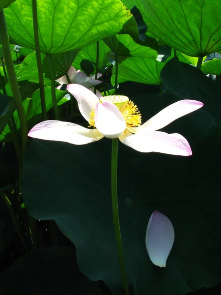 Vertikální Záběr Kvetoucího Lotosového Květu Zeleni — Stock fotografie