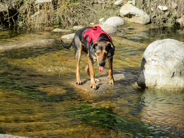 Closeup Shot German Jagdterrier Wearing Harness — Stock Photo, Image