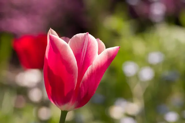 Tiro Foco Seletivo Uma Flor Rosa Jardim — Fotografia de Stock