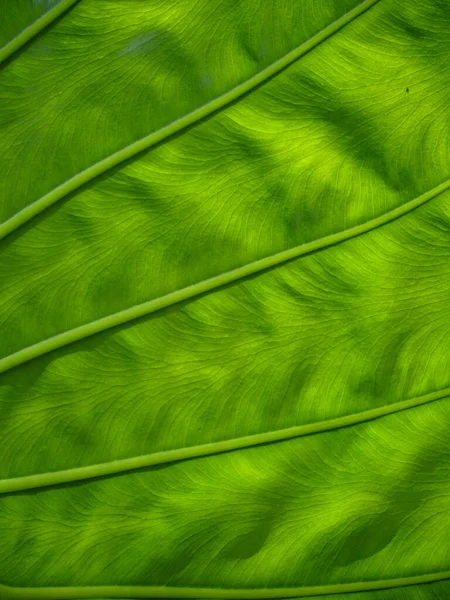 Ett Vertikalt Skott Ett Strukturerat Grönt Löv Perfekt För Mobil — Stockfoto