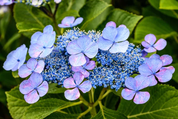 Ένα Κοντινό Πλάνο Όμορφων Λουλουδιών Hortensia Που Φυτρώνουν Μια Ομάδα — Φωτογραφία Αρχείου