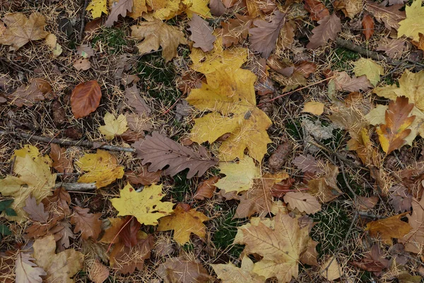 Una Vista Superior Hojas Coloridas Otoño Caídas Suelo Como Una —  Fotos de Stock