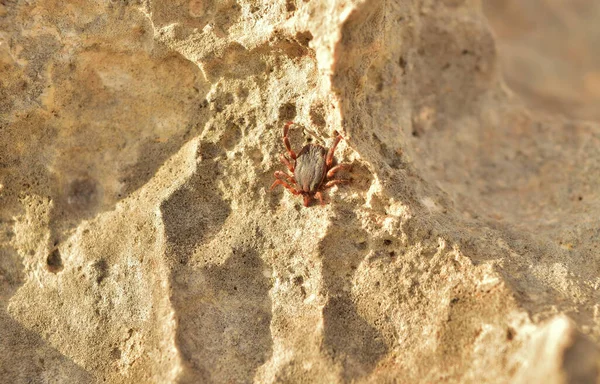 Invertebrado Ácaro Andando Sobre Uma Pedra Calcária — Fotografia de Stock