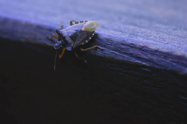 Uno Scatto Macro Bug Scudo Una Superficie Legno — Foto Stock