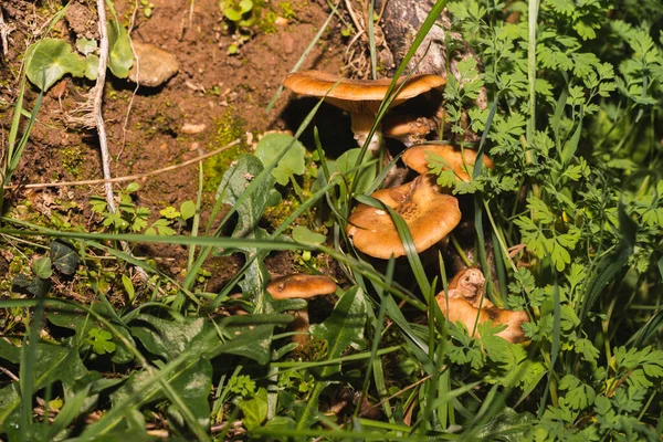 Eine Nahaufnahme Von Braunen Pilzen Die Einem Feuchten Wald Wachsen — Stockfoto