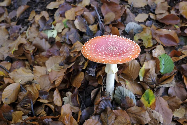 Közelkép Piros Légy Agaric Gomba Erdőben — Stock Fotó