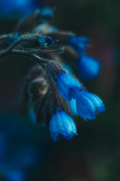 Eine Schöne Vertikale Nahaufnahme Blauer Symphytum Blumen — Stockfoto