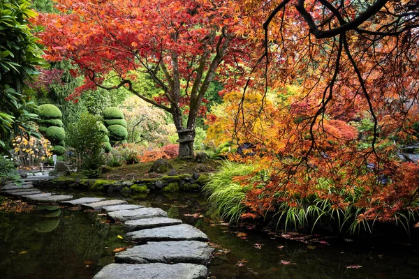 Dantel Yapraklı Japon Akçaağacı Japon Akçaağacı Acer Palmatum Butchart Gardens — Stok fotoğraf