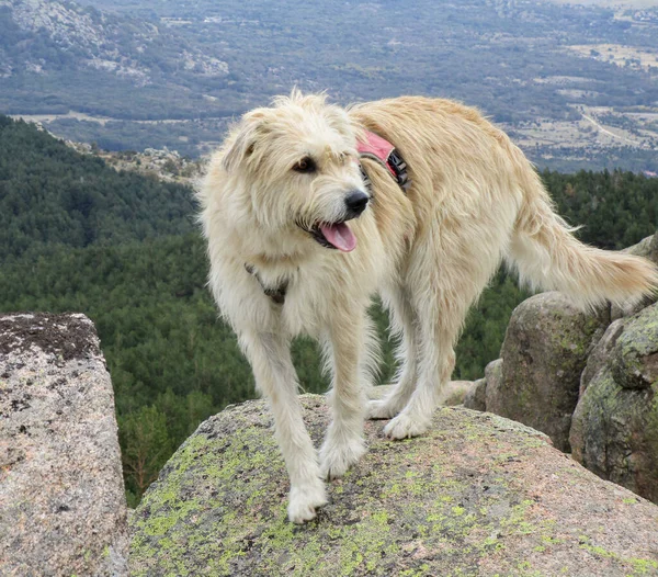 Bir Dağ Köpeğinin Koşum Takımı Taktığı Yakın Plan Bir Fotoğraf — Stok fotoğraf