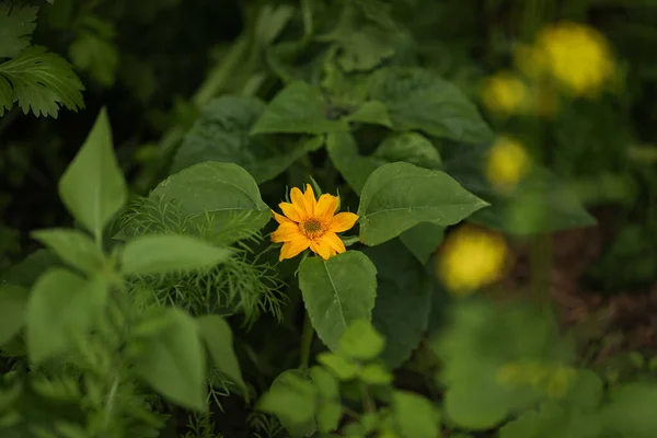 Крупним Планом Невеликий Квітучий Соняшник Саду — стокове фото
