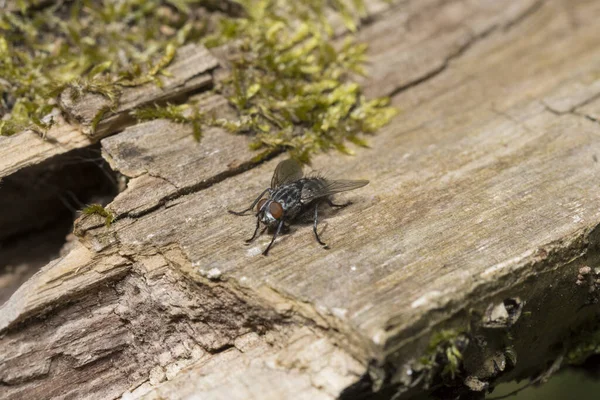 Primo Piano Una Grande Mosca Sul Legno — Foto Stock