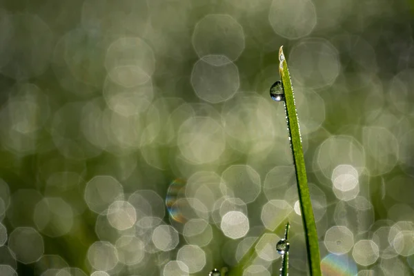 Közeli Nedves Rét Harmatcseppek Reggel Bokeh Fény Háttérben — Stock Fotó