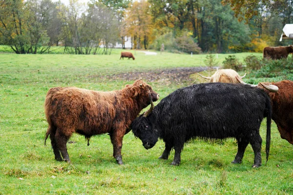 Группа Коров Ферме — стоковое фото